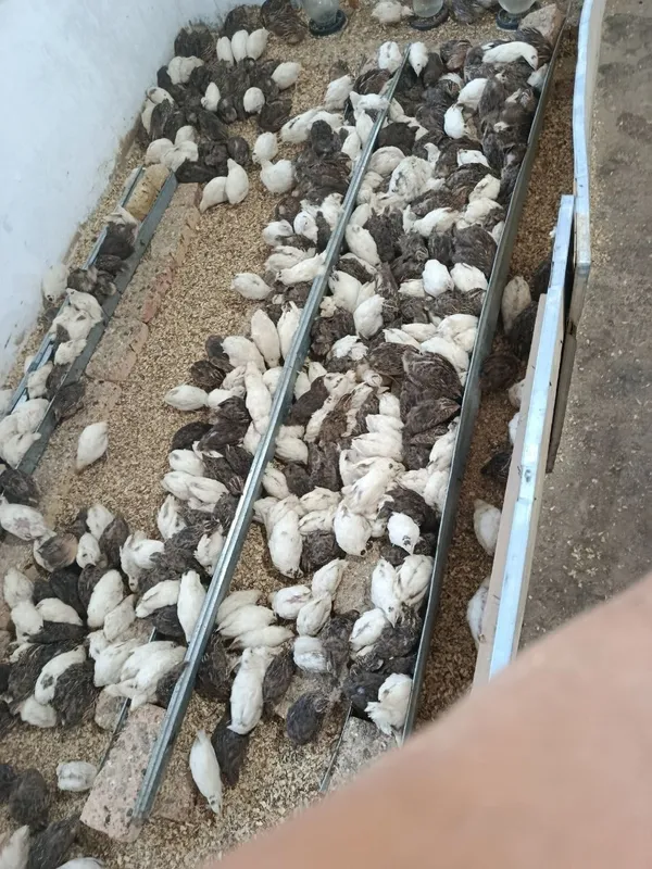 Bedanalar bor Tyxas va fynyks 5 Bedanalar bor Tyxas va fynyks 5