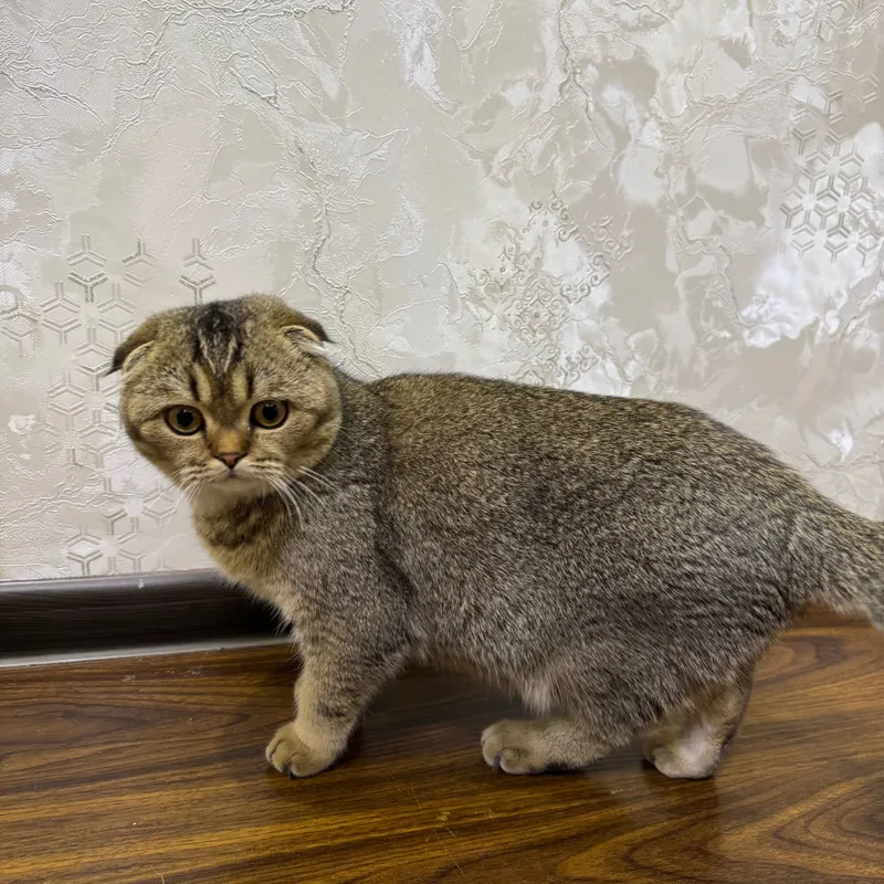 Продаётся кошка породы скоттиш-фолд 4 Продаётся кошка породы скоттиш-фолд 4