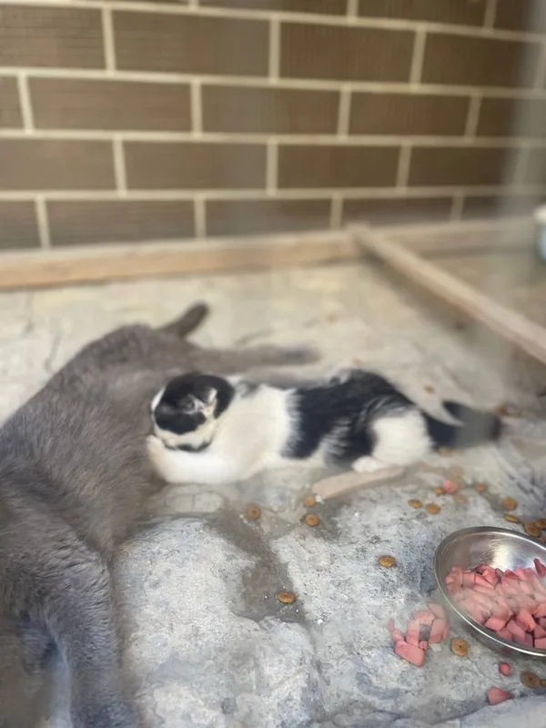 Отдаем кошек в хоршие руки 3