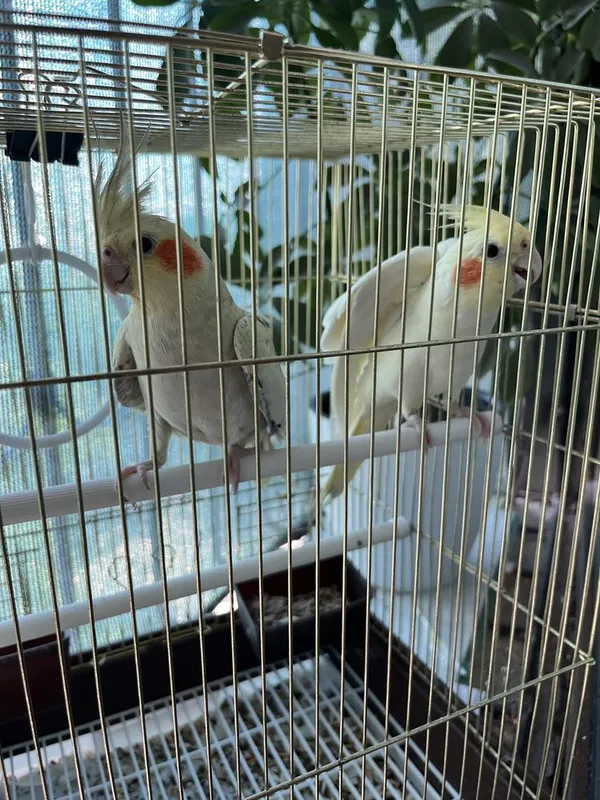 Korella qushlar sotiladi 2 Korella qushlar sotiladi 2