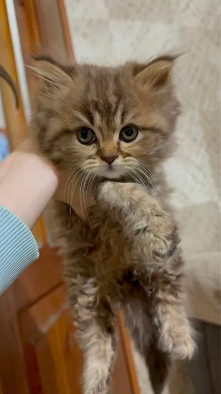 Породистые котята! — фото 2