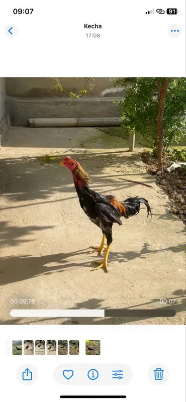 Dakan xo'roz sotiladi