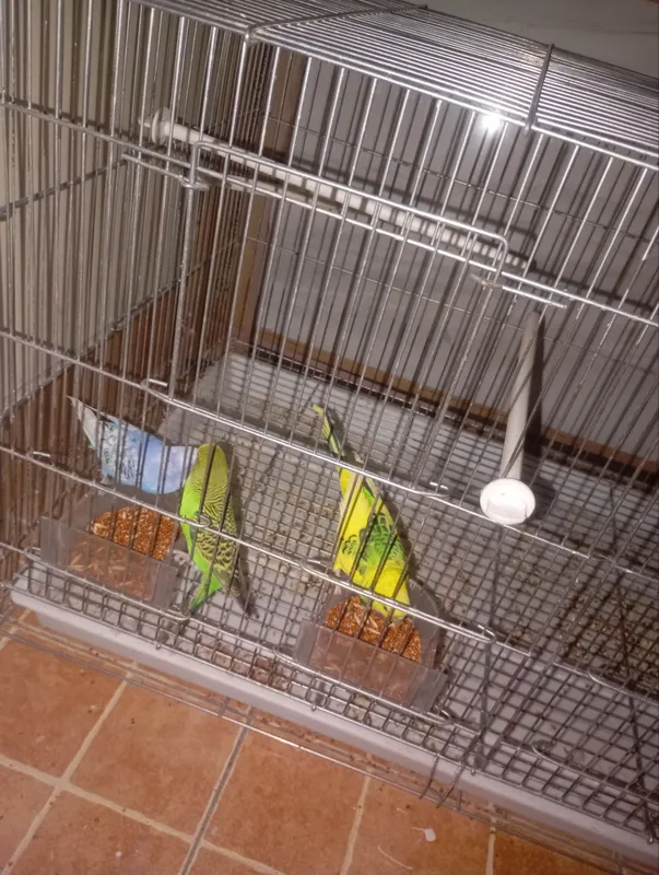 papugay 6