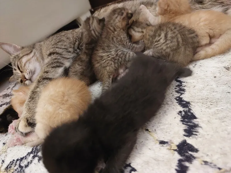Хочу раздать котят очень хорошие руки — фото 6