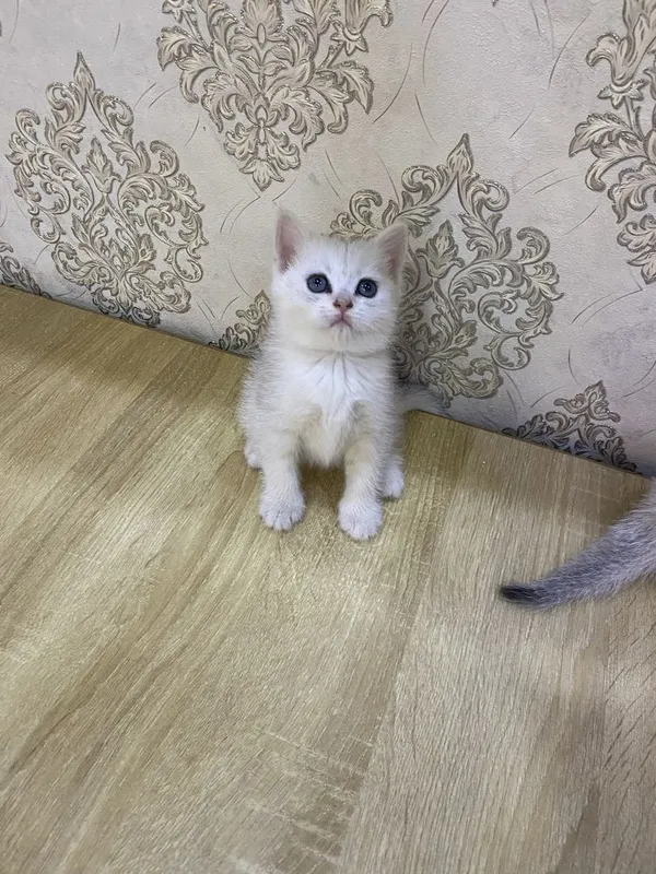 Sotiladi serebristiy shinshila mushukchalar 3 Sotiladi serebristiy shinshila mushukchalar 3