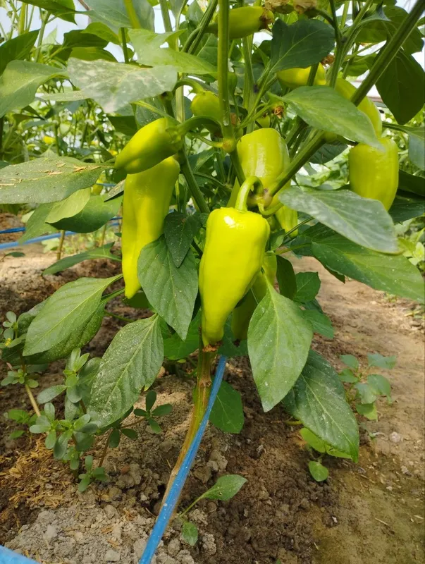 Bulgor qalampiri 1