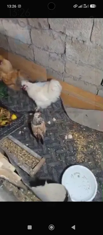 паранда — фото 2