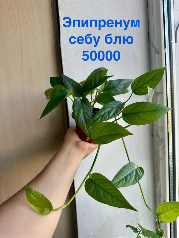 Филодендрон бразил, Эпипренум себу блю, Папоротник, Портулакария афра — фото 1