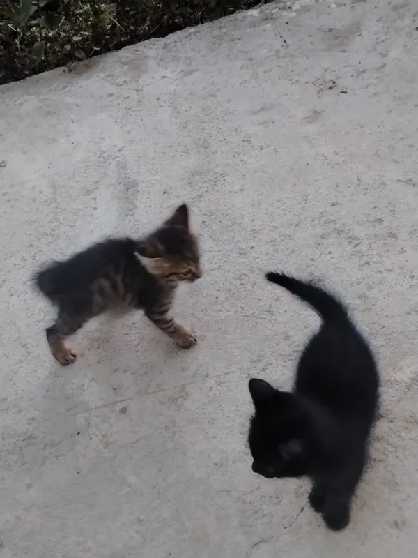 Отдам даром котята 1