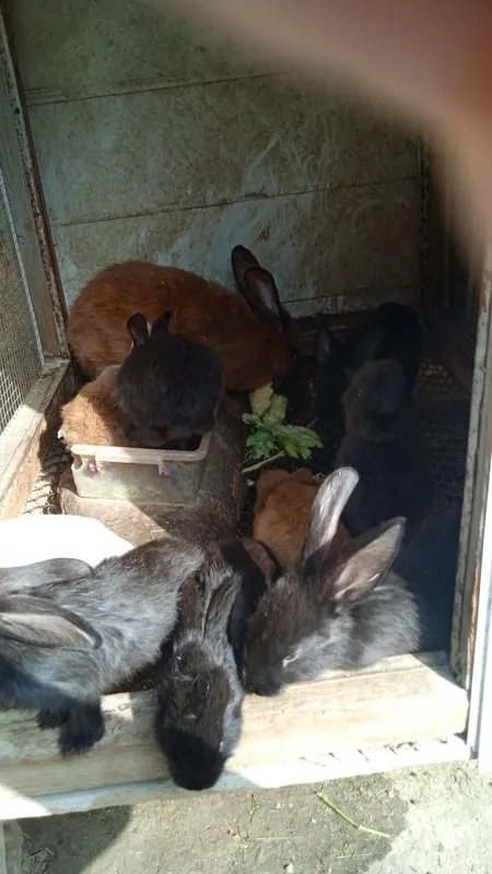 Продаются крольчата — фото 7