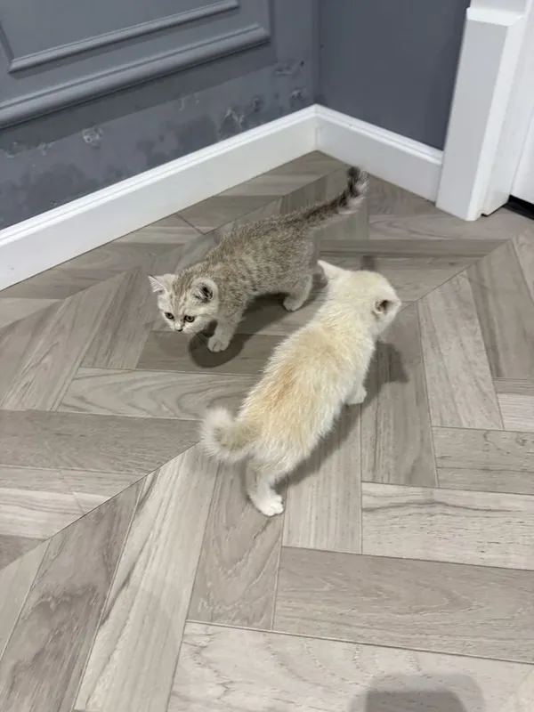 Котята золотые шиншилы 8 Котята золотые шиншилы 8