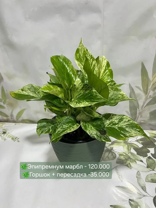 Кактусы, Криптантус, Хавортия и др