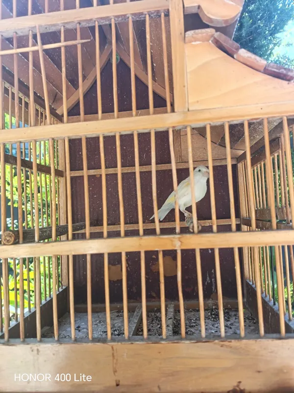 Kanareka nar saridi Kanareka nar saridi