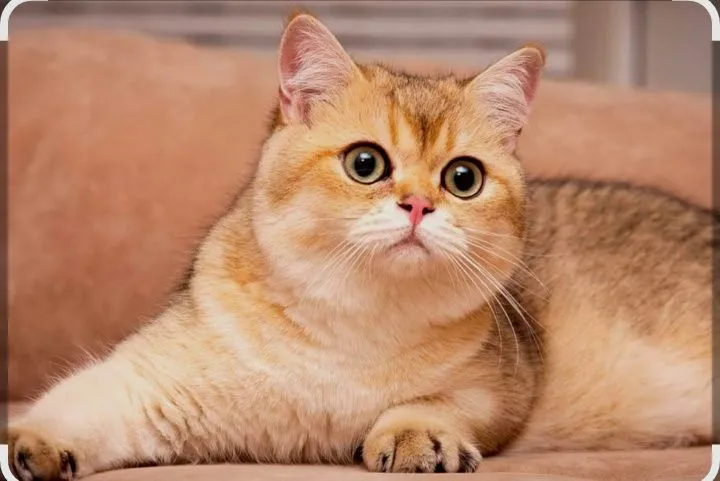 Добрый и ласковый кот 1 Добрый и ласковый кот 1