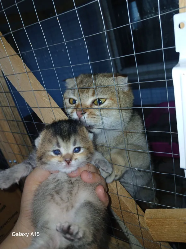 кошка 3 кошка 3