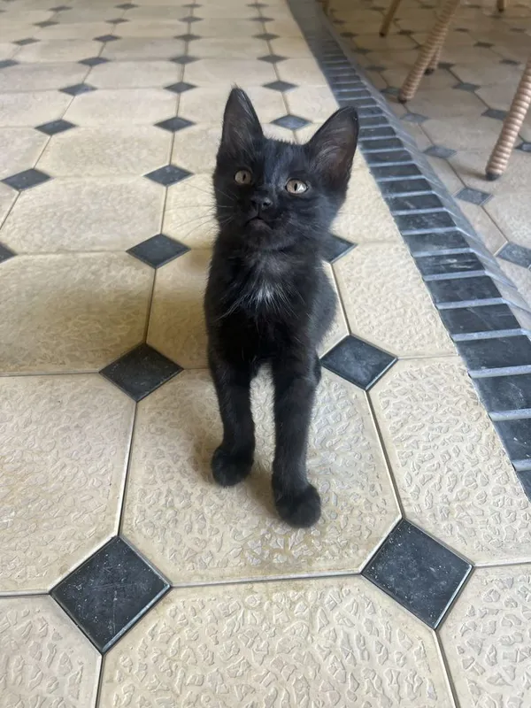 Отдам котят в хорошие руки 1 Отдам котят в хорошие руки 1