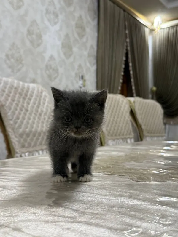 Скотиш фолл и скотиш страйт 2 Скотиш фолл и скотиш страйт 2