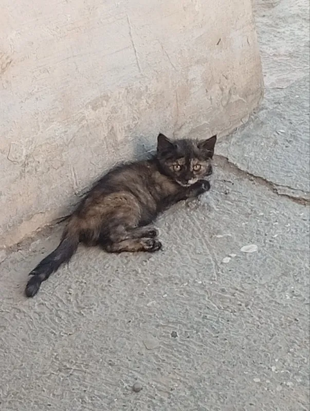 Котята,разные,2мес.мальчики и девочки 2 Котята,разные,2мес.мальчики и девочки 2