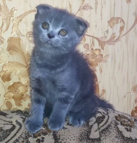 Продаются котята скотиш фолд и скотиш страйк