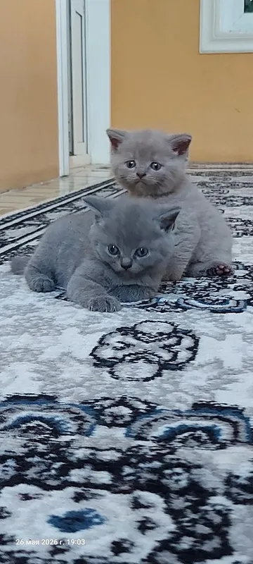 Котята: скоттиш-фолд и скоттиш-страйт 1 Котята: скоттиш-фолд и скоттиш-страйт 1
