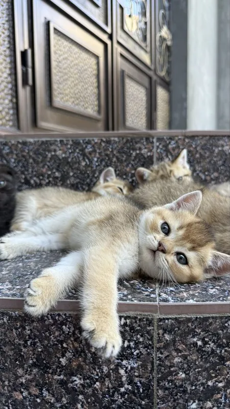 Породистые котята золотая шиншила 2 Породистые котята золотая шиншила 2