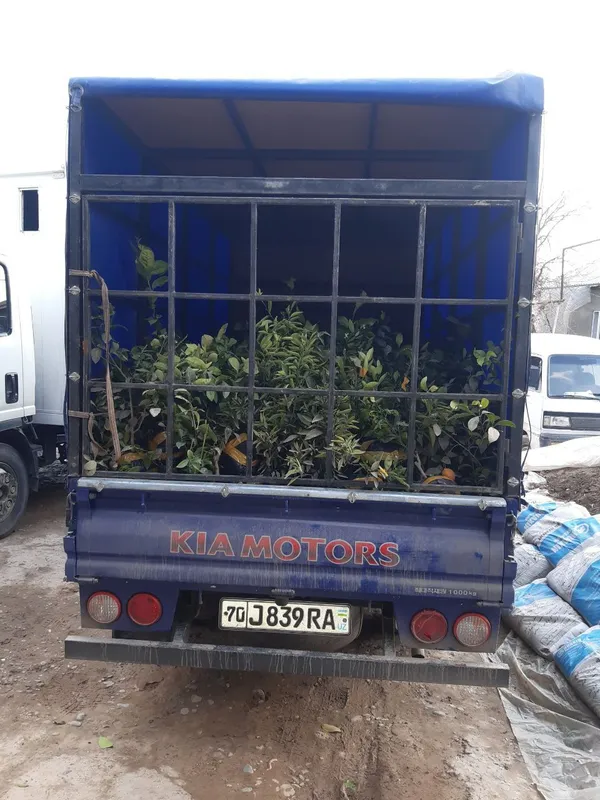 Kia bongo sotiladi. Yili 2012. Narxi 14500$. — фото 1
