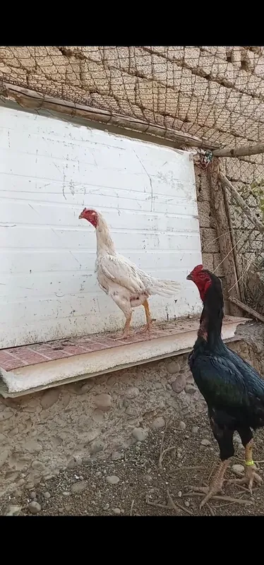 Oq shamol makiyonla sotiladi 4