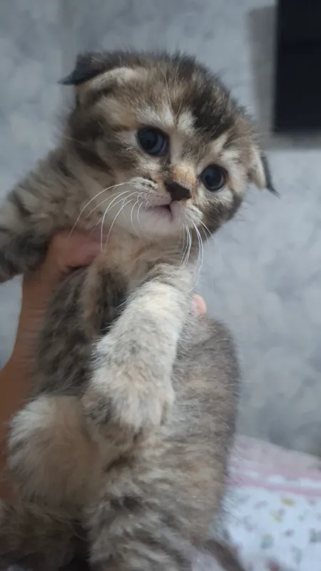 Продаются котята шиншилла 4