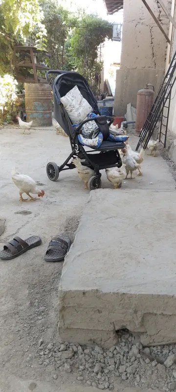 2oylik xoʻrozlar sotiladi 1