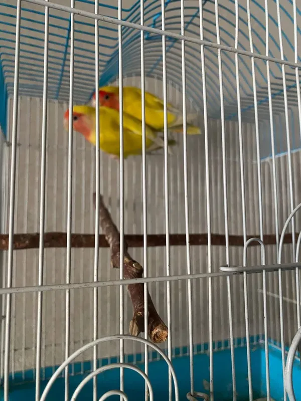 Qushlar sotiladi 6