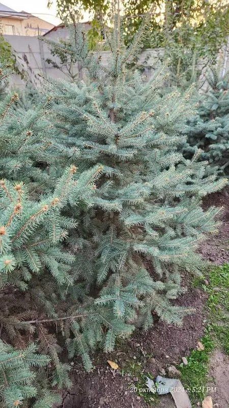 Спешите! Нужно пересаживать ель ЗИМОЙ а не ВЕСНОЙ — фото 1