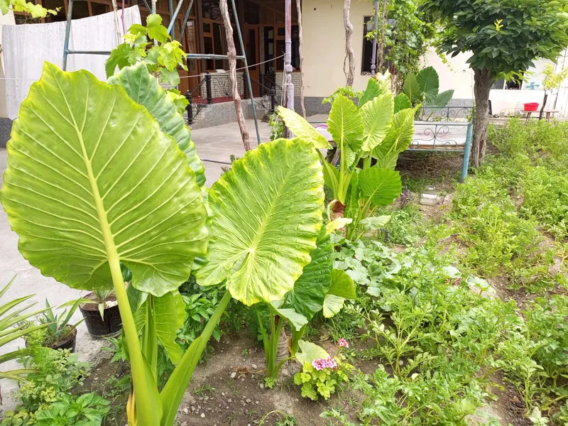Крупные растения Alocasia («Ухо слона») 2 Крупные растения Alocasia («Ухо слона») 2