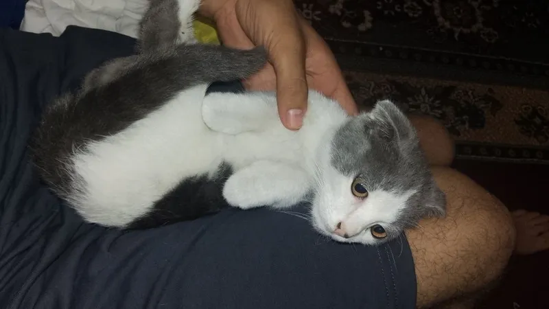 Продам кот маленький