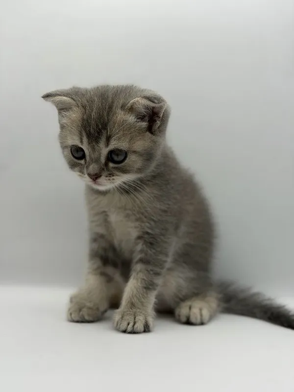 Скотиш фолд мушукча 2 ойли СОТИЛАДИ!!! 2 Скотиш фолд мушукча 2 ойли СОТИЛАДИ!!! 2