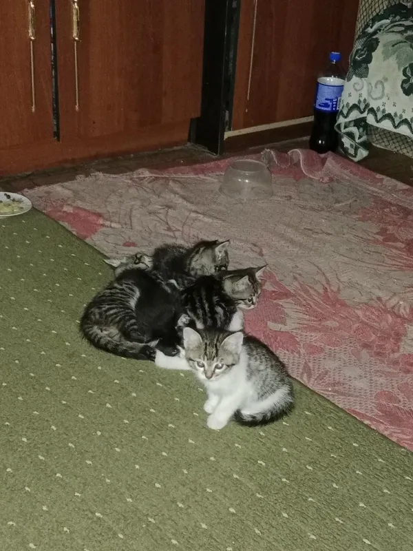 Маленькие котята отдаются бесплатно в хорошие руки 2 Маленькие котята отдаются бесплатно в хорошие руки 2