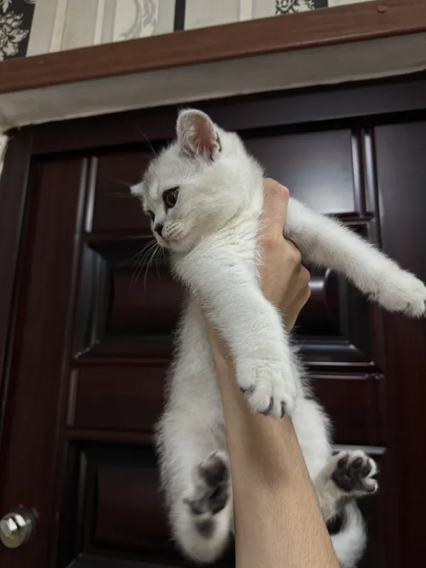 Mushukcha sotiladi: British Shorthair O’g’il bola — фото 1