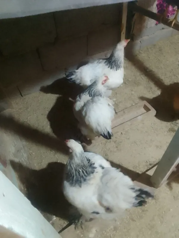 Bramolar sotiladi 1 Bramolar sotiladi 1