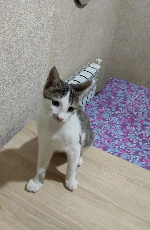 Пристраиваются котята — фото 2
