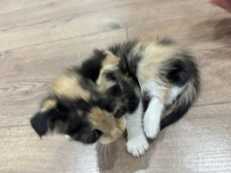 Кошка бесплатно Скоттиш фолд 7 Кошка бесплатно Скоттиш фолд 7