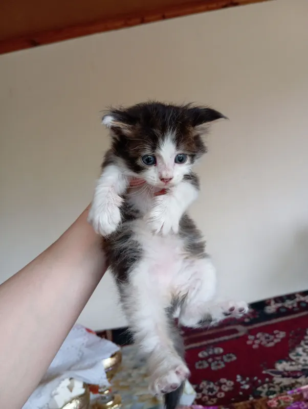 котята все девочки отдадим даром в хорошие руки — фото 1