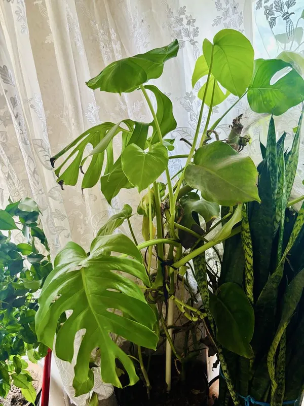 Срочно продается комнатные цветы 2 Срочно продается комнатные цветы 2