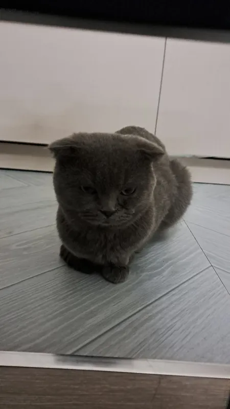 Продаётся кошка 4