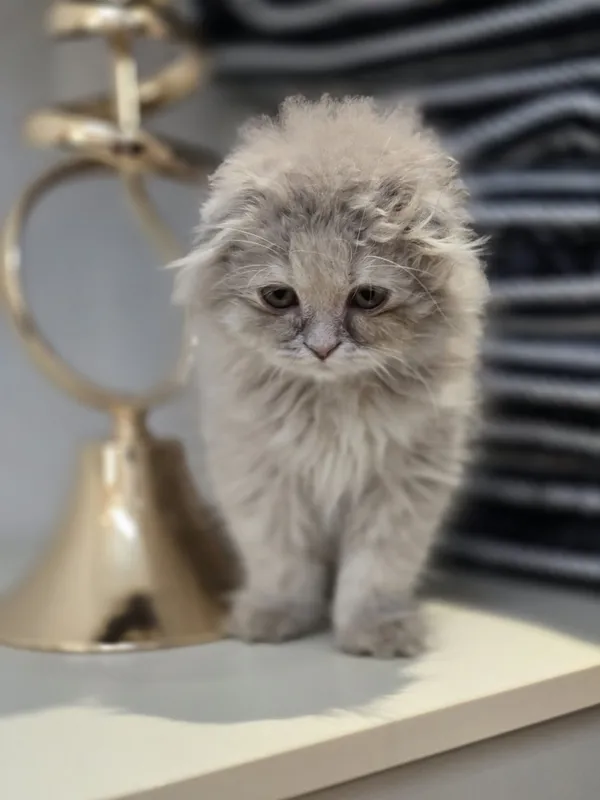 Продаётся очаровательная кошечка Scottish Fold Highland. 3-месячная. — фото 2