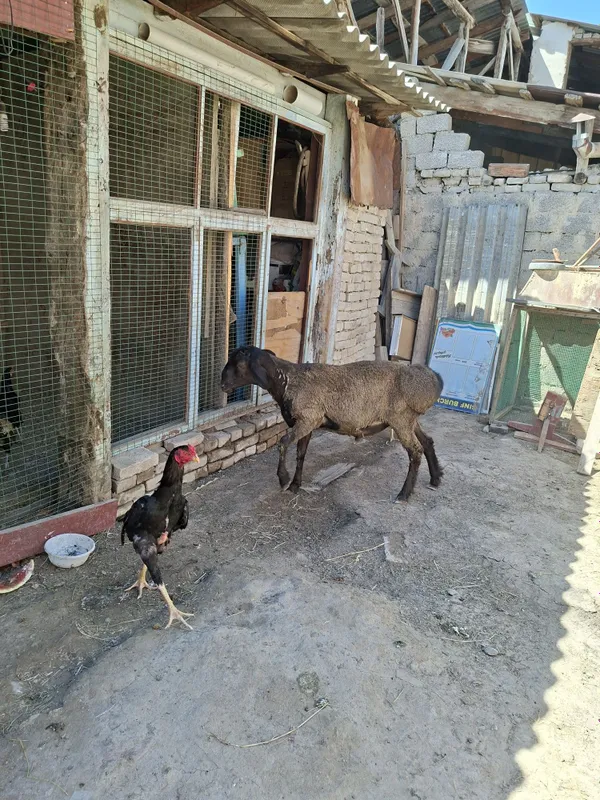 Qochqor sotilad qurbonlikka