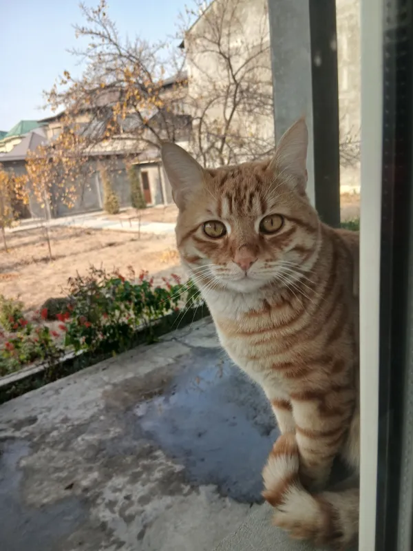 кошка 1 кошка 1