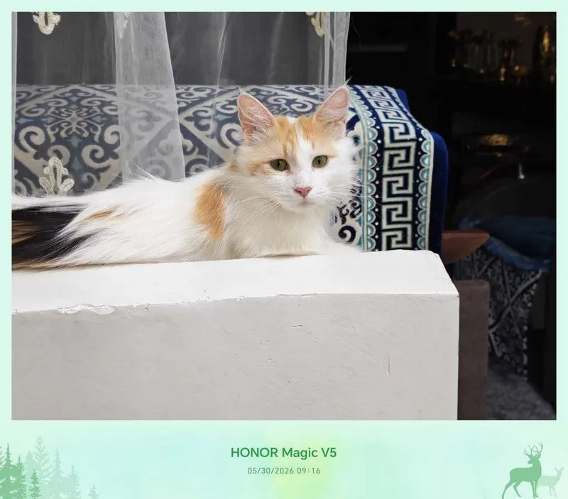 Кошка, стерилизованная, очень милая подруга — фото 5