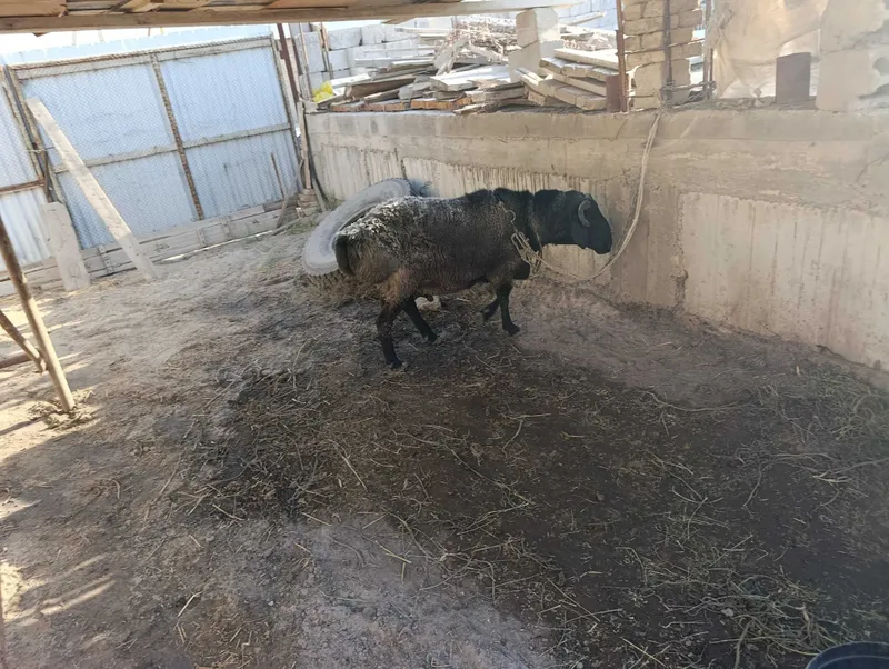 Qo'chqor sotiladi 3