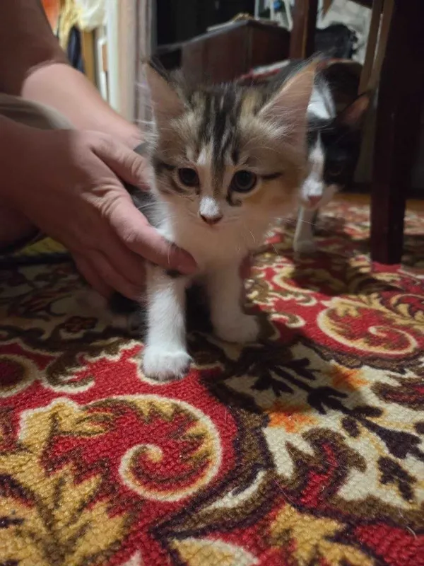 Отдам котёнка в добрые руки 1