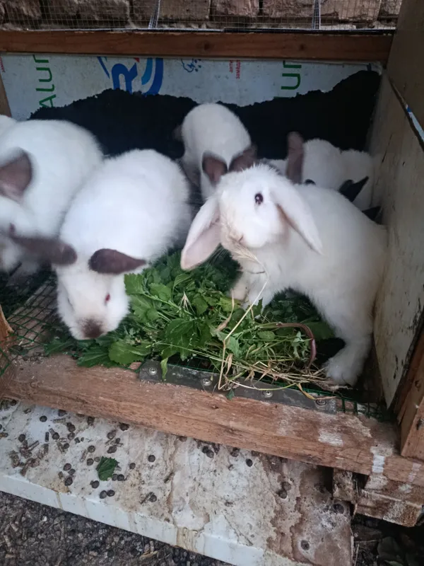 Quyonlar 2 ta karlik 7 ta Kaliforniya