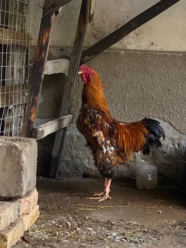 Xuroz brama kelishamiz 1 Xuroz brama kelishamiz 1